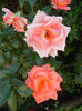 Rose Monica (2013, June 20)