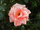 Rose Monica (2013, June 23)