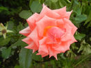 Rose Monica (2013, July 26)