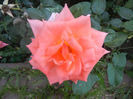 Rose Monica (2013, July 26)