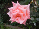 Rose Monica (2013, July 26)