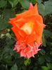 Rose Monica (2013, July 26)