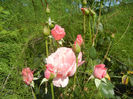 Royal Highness rose, 07jul2013