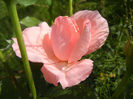 Royal Highness rose, 07jul2013