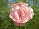 Royal Highness rose, 07jul2013