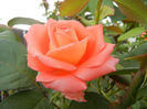 Rose Artistry (2013, July 26)