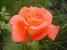 Rose Artistry (2013, July 26)