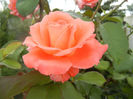 Rose Artistry (2013, July 26)