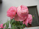 Rose Louise Odier (2013, July 26)