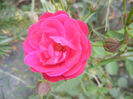 Rose Leipzig (2013, July 26)