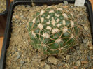 PARODIA GRASSIGIBBA