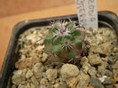 PARODIA SUBTERRANEA