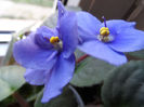 Light Blues