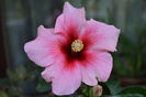 Hibiscus Pink Dream's