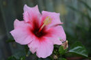 Hibiscus Pink Dream's