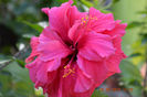 Hibiscus roz antik involt