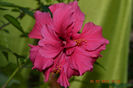 Hibiscus roz antik involt