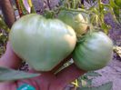 GIANT OXHEART 1479