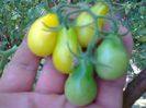 YELLOW PEARSHAPED 1501