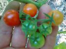 CHERRY REISENTRAUBE 1508