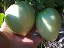 GIANT OXHEART 1562