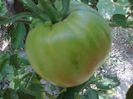 AUNT RUBY GREEN 1580