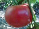 PRUDENS PURPLE 1599