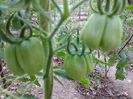 VERA PEPER 1616