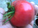 PRUDENS PURPLE 1621