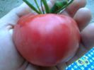 PRUDENS PURPLE 1622