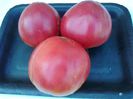 PINK OXHEART 1624