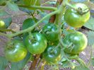 CHERRY GRANDE 1633
