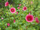 DSCN5135