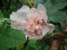 DSCN5137