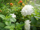 DSCN5142