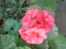 DSCN5176
