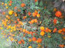 DSCN5167