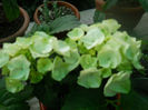 DSCN5169