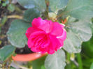 DSCN5170