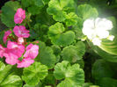 DSCN5171