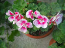 DSCN5172