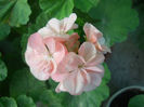 DSCN5174