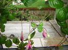 fucsia flori