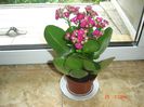 kalanchoe