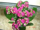 kalanchoe flori