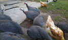 Bibilici