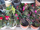 30 septembrie 2013-flori 038