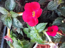 30 septembrie 2013-flori 040