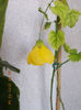 30 septembrie 2013-flori 072