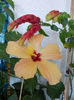 30 septembrie 2013-flori 064